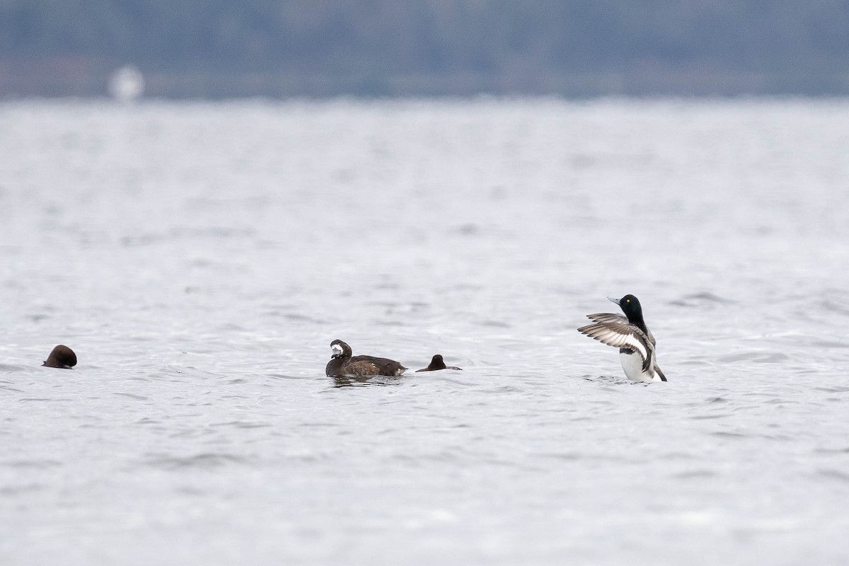 Greater Scaup - ML435666231