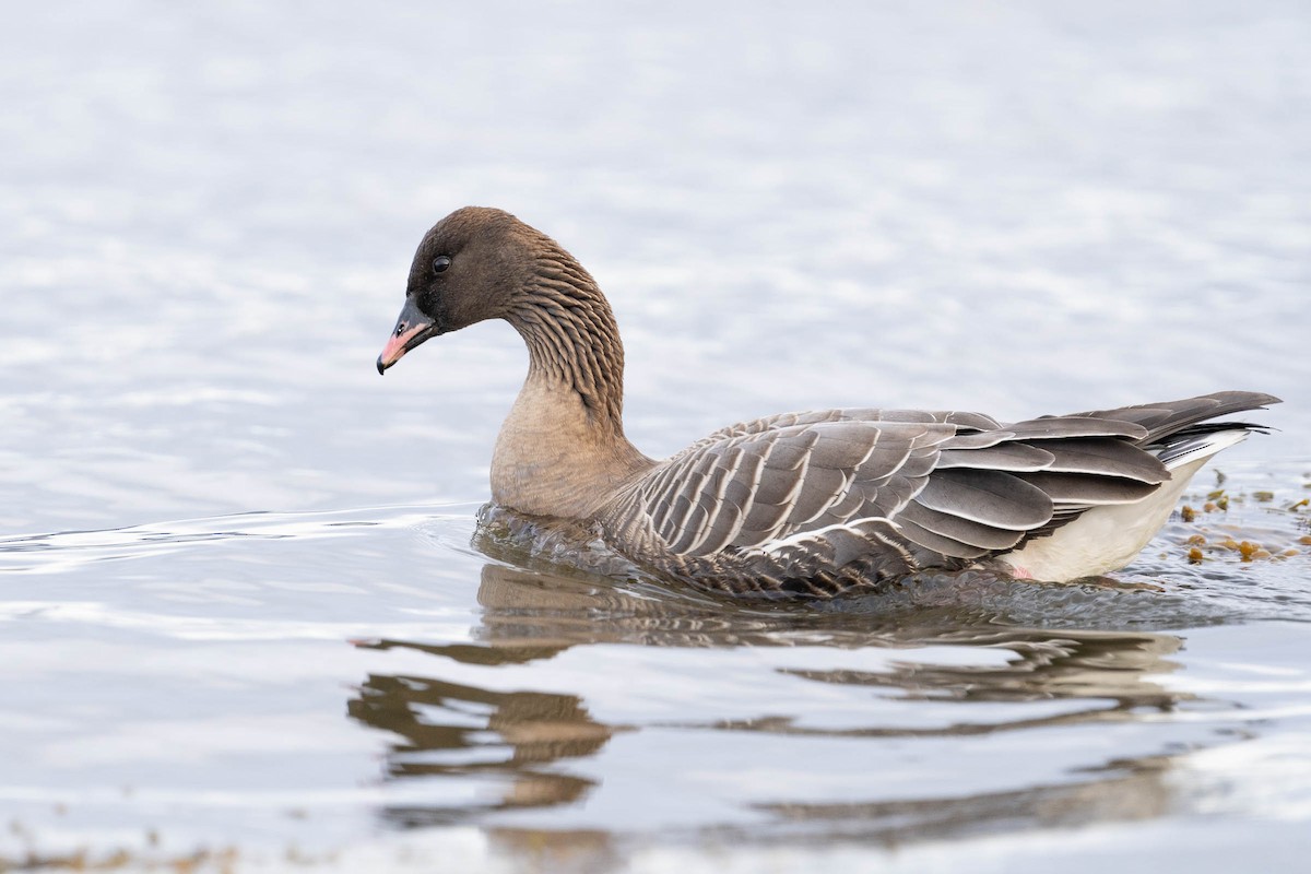 Pink-footed Goose - ML435666381