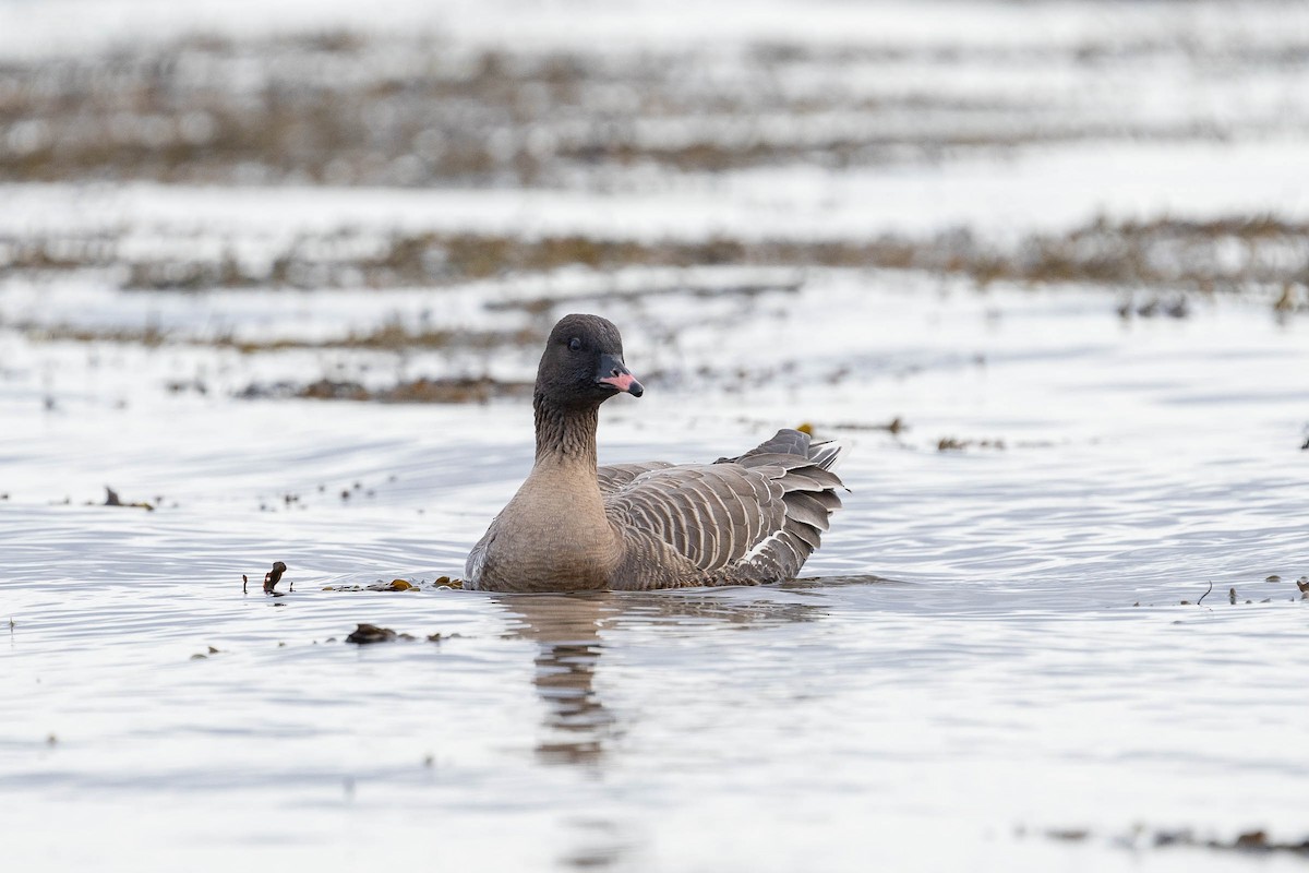 Pink-footed Goose - ML435666391