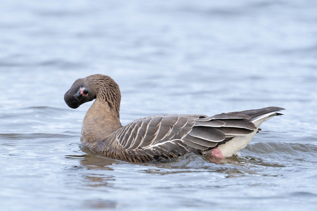 Pink-footed Goose - ML435666401