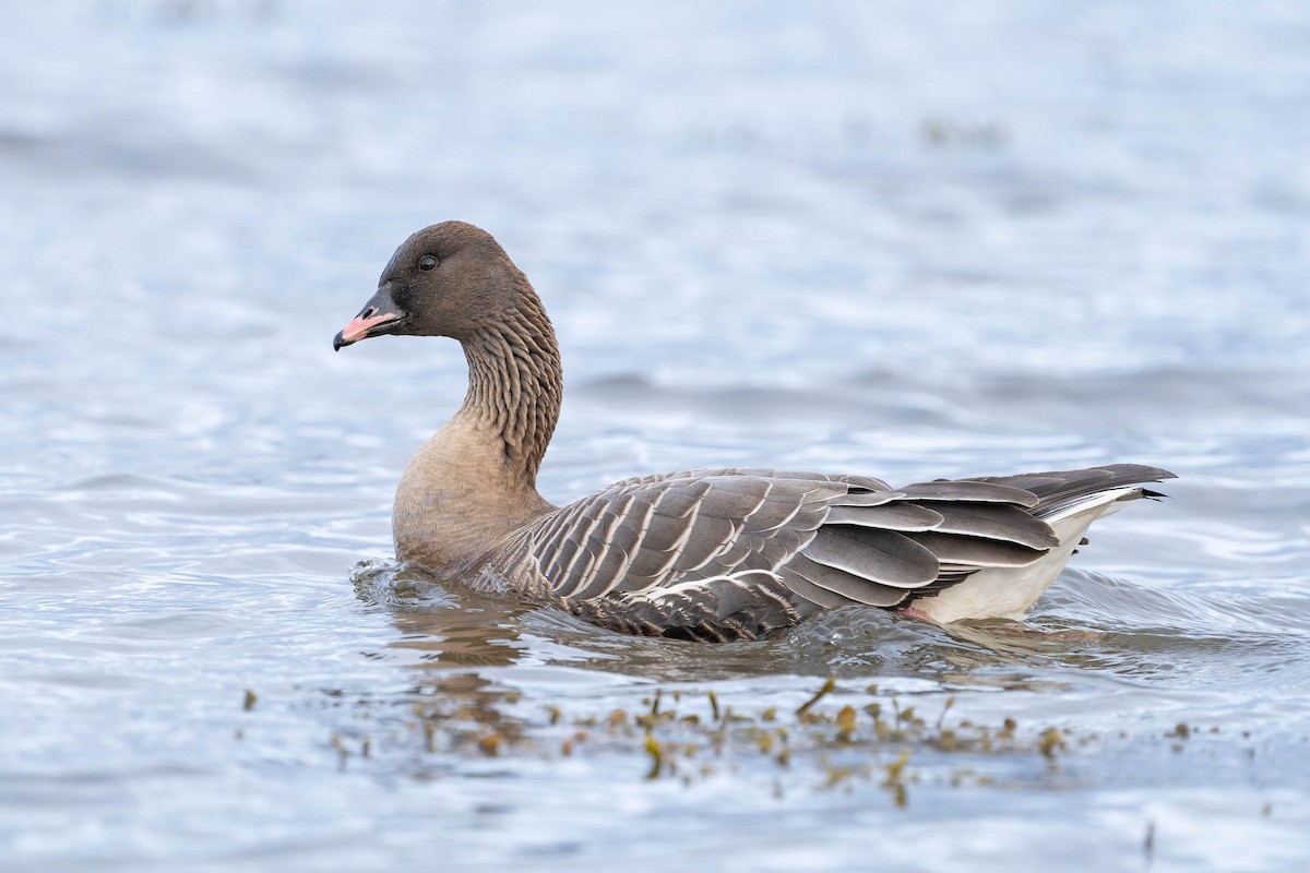 Pink-footed Goose - ML435666411