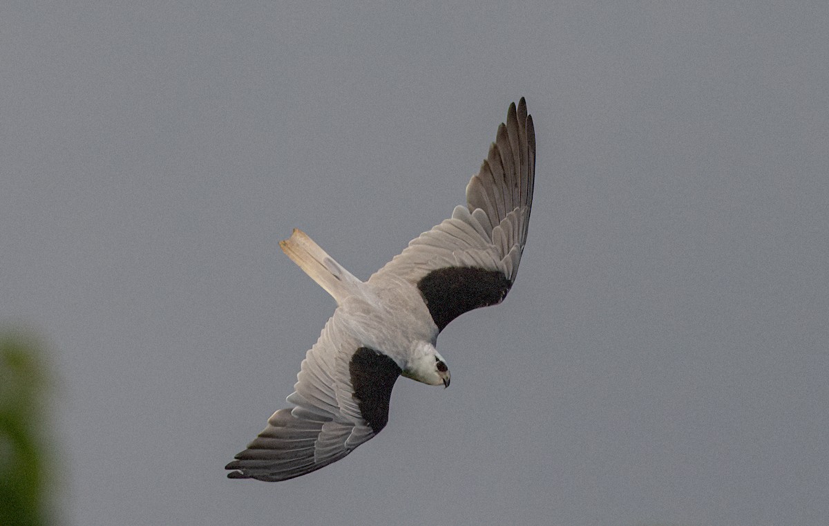 Black-shouldered Kite - ML435669191