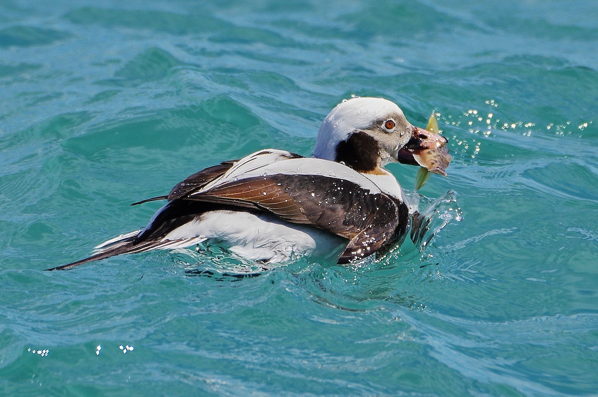 Long-tailed Duck - ML435669301