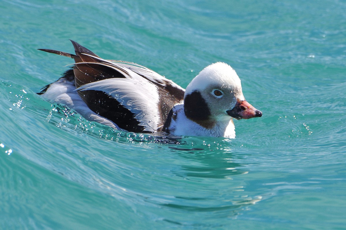 Long-tailed Duck - ML435669311