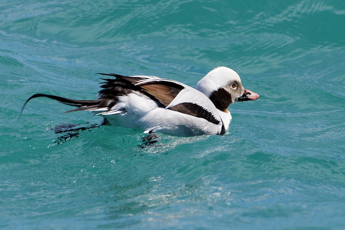 Long-tailed Duck - ML435669341
