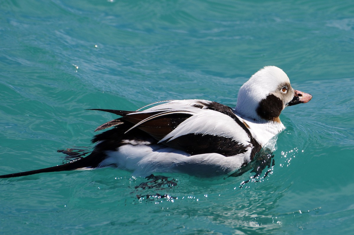 Long-tailed Duck - ML435669351