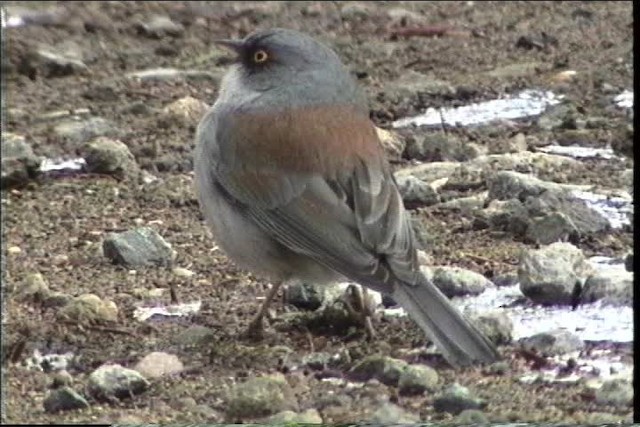 Yellow-eyed Junco (Mexican) - ML435670
