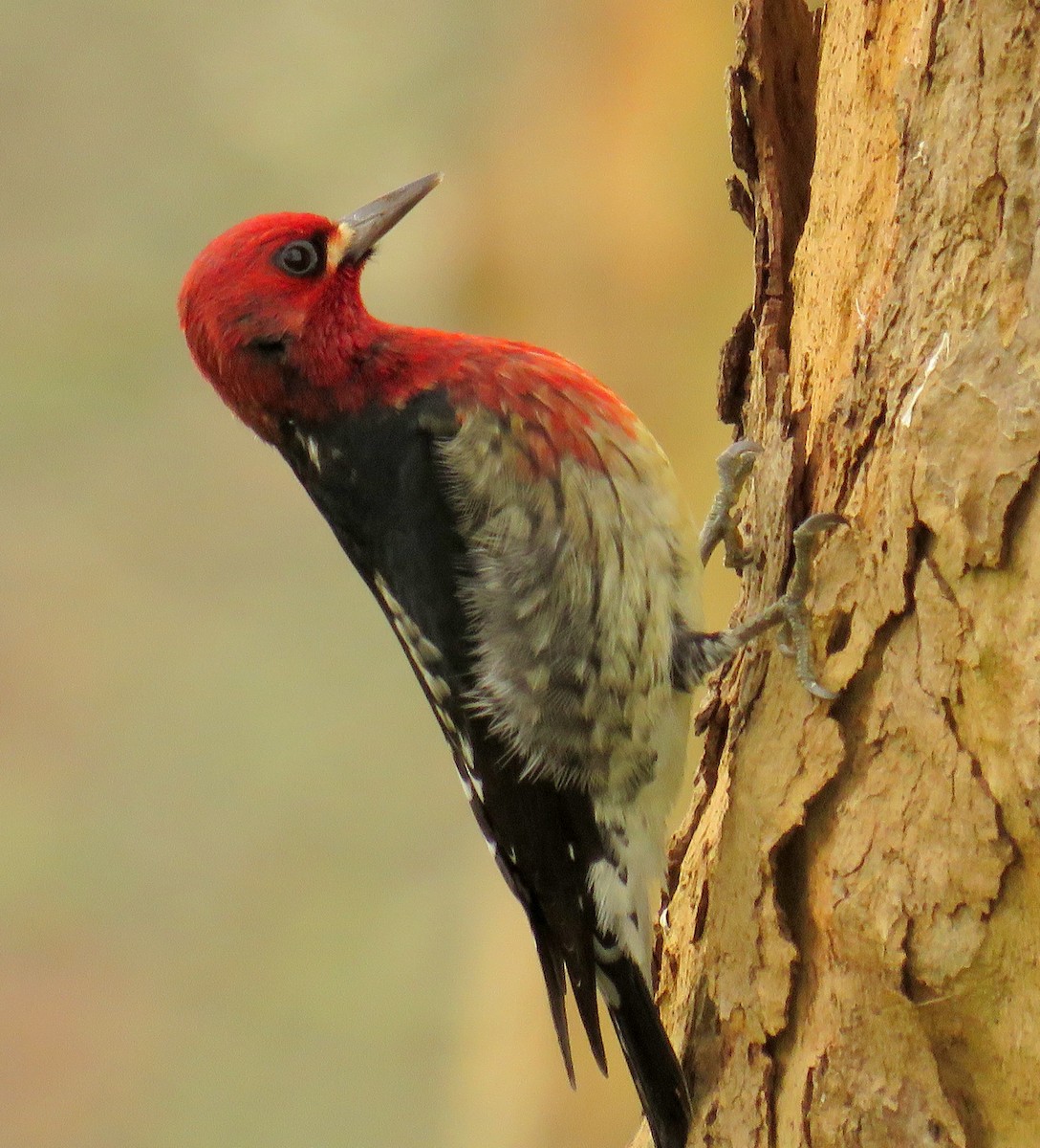 Red-breasted Sapsucker - Molly Sultany