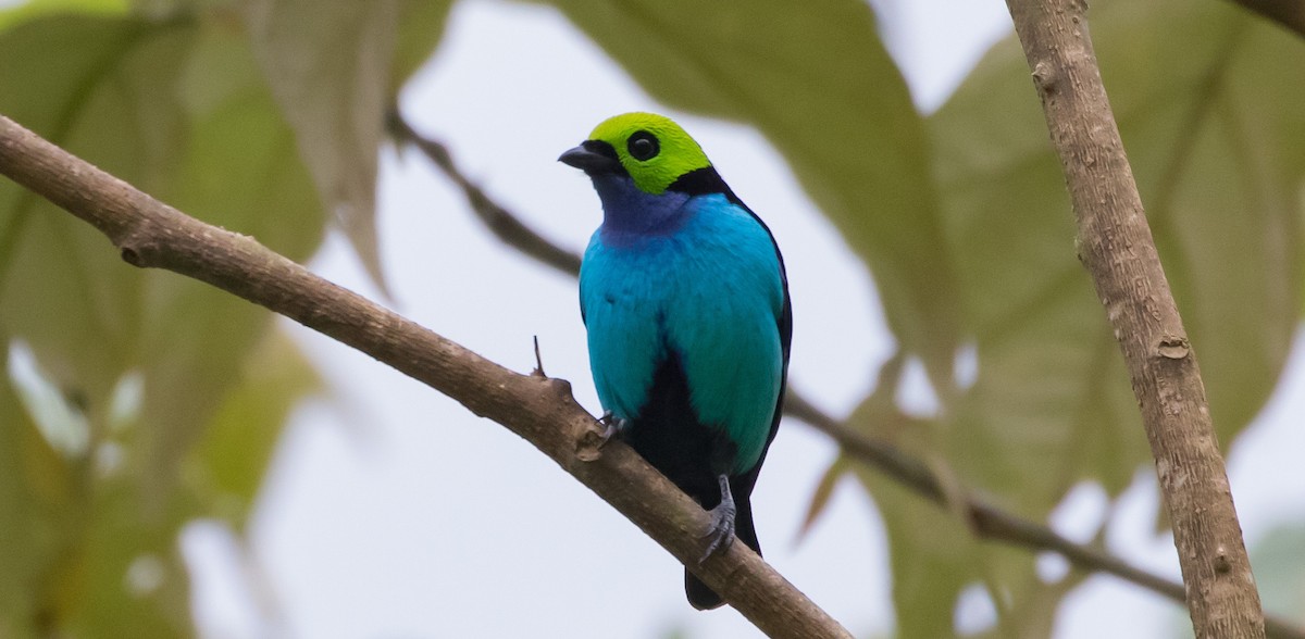 Paradise Tanager - ML435679591