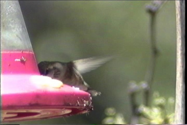 Lucifer Hummingbird - ML435681