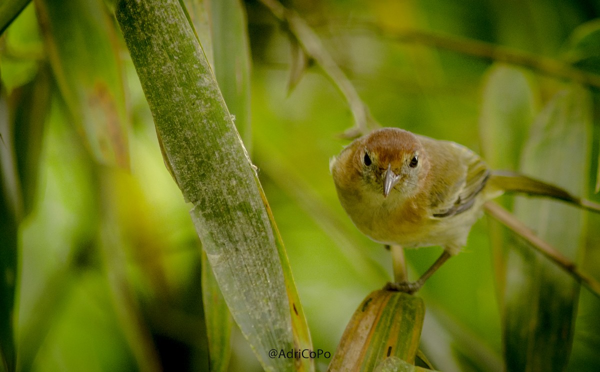Rufous-naped Greenlet - ML435681171