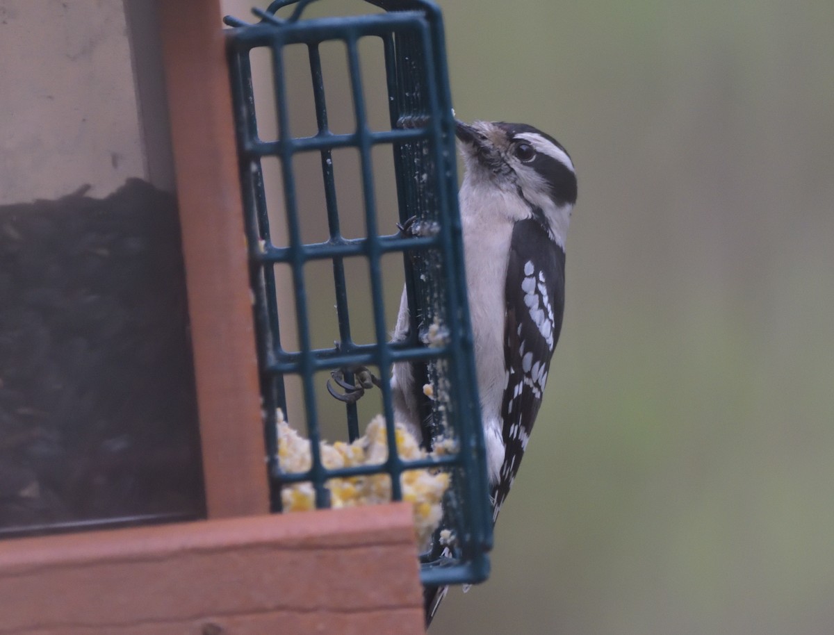 Downy Woodpecker (Eastern) - ML435682131