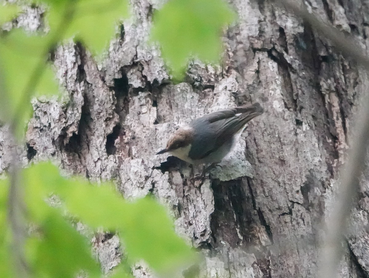 Brown-headed Nuthatch - Dave Hart