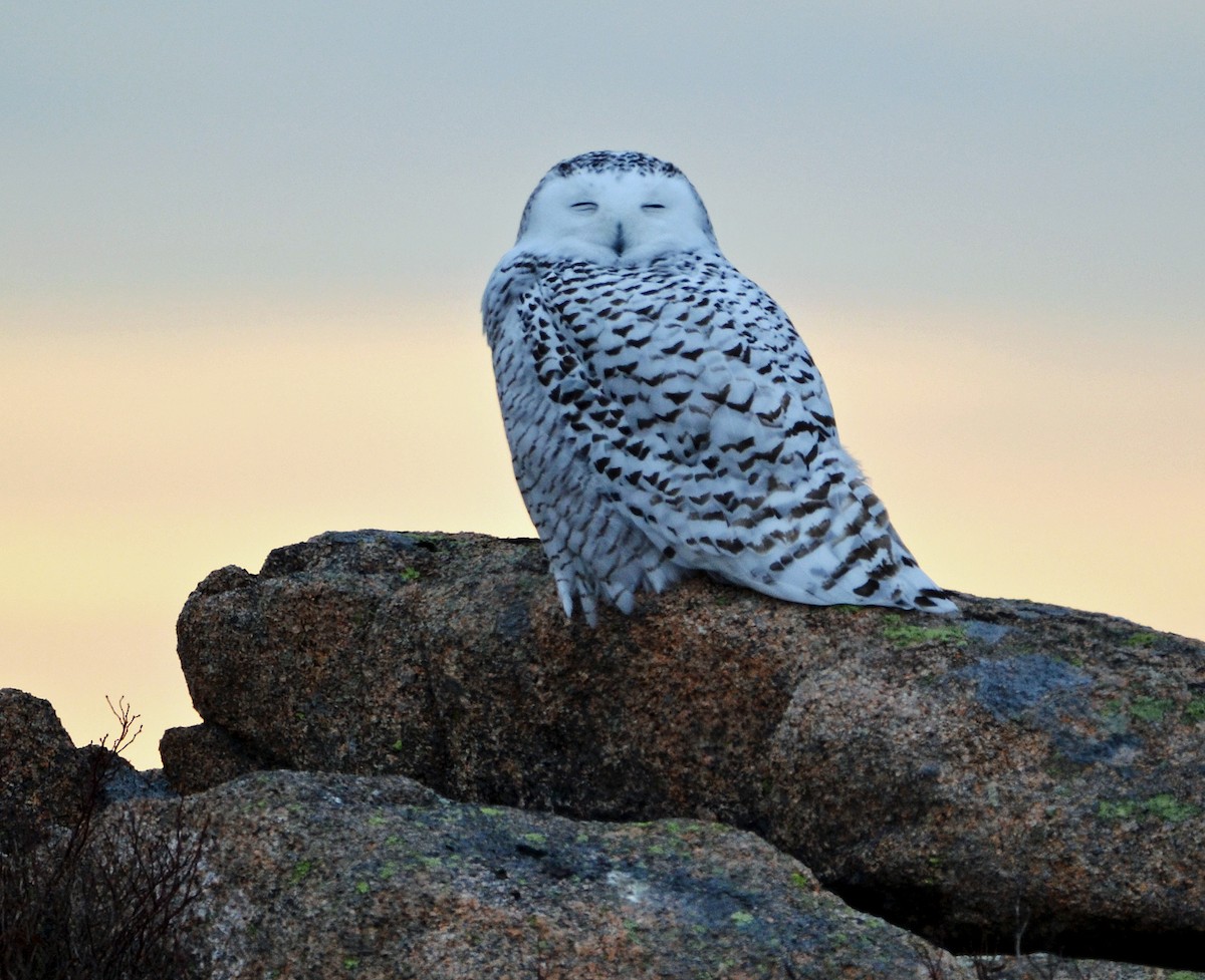 Snowy Owl - ML43568761