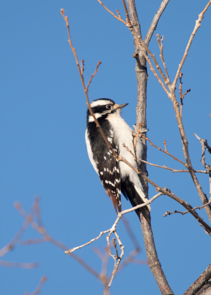 Downy Woodpecker (Rocky Mts.) - Simon Colenutt