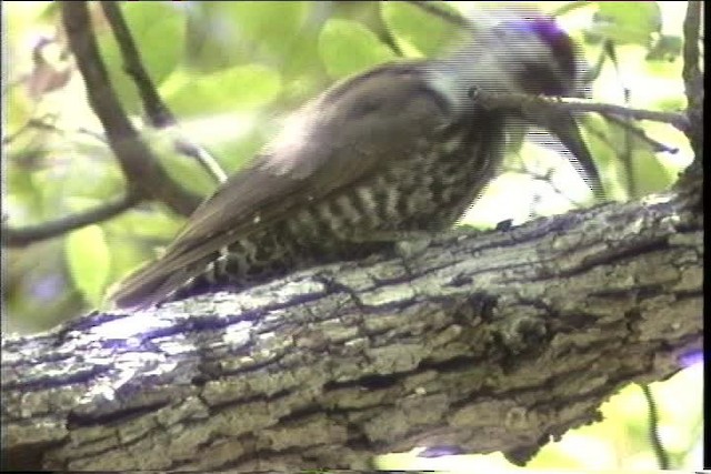 Arizona Woodpecker - ML435691