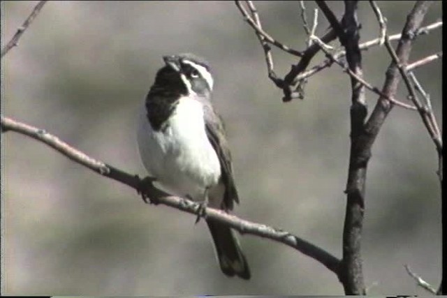 Black-throated Sparrow - ML435694