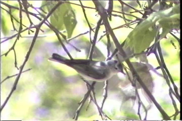Lucy's Warbler - ML435695