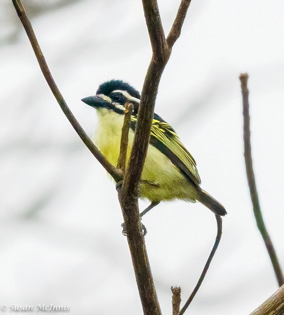 Yellow-fronted Tinkerbird - Susan Mac