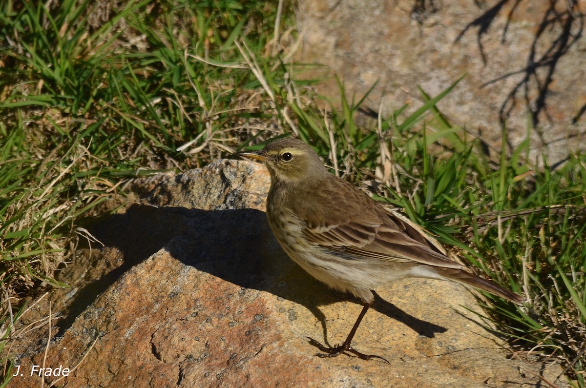 Water Pipit - ML43569791