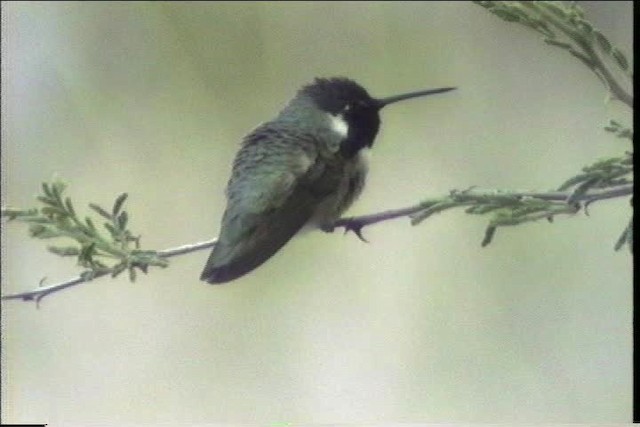 Costa's Hummingbird - ML435698