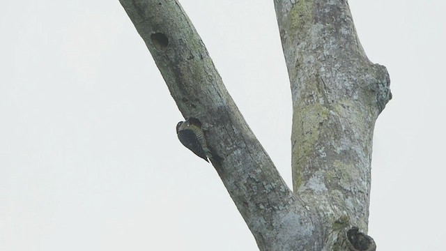 Black-cheeked Woodpecker - ML435700681