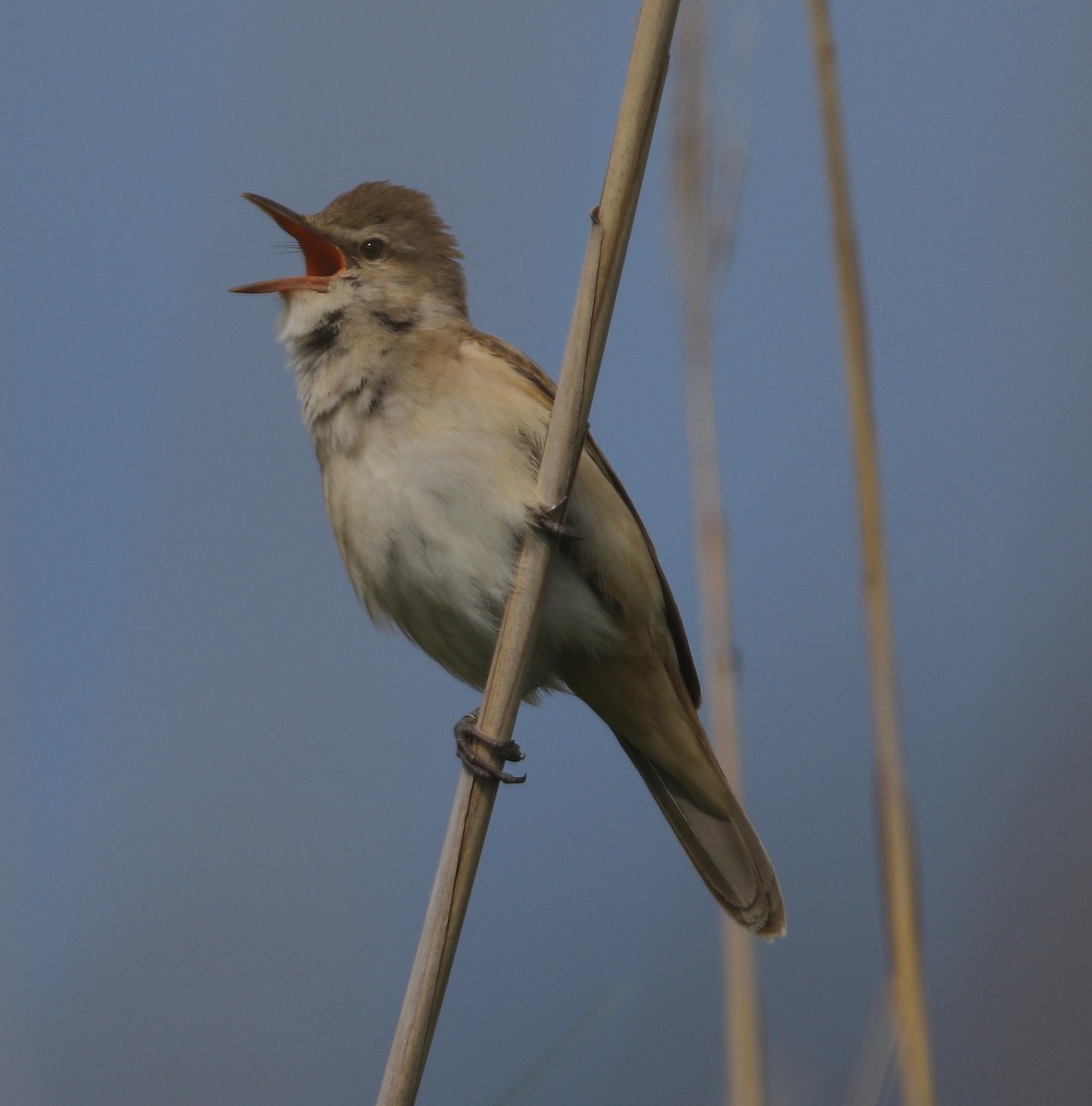 Great Reed Warbler - Ray O'Reilly