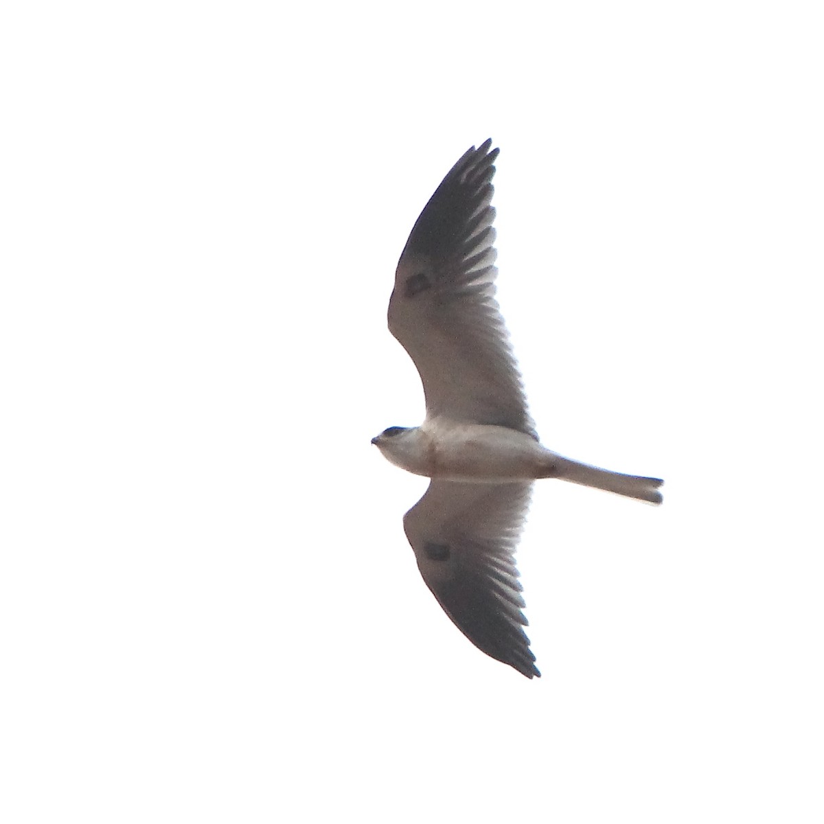 White-tailed Kite - Paul Lewis
