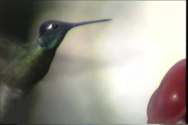 Rivoli's Hummingbird - ML435704