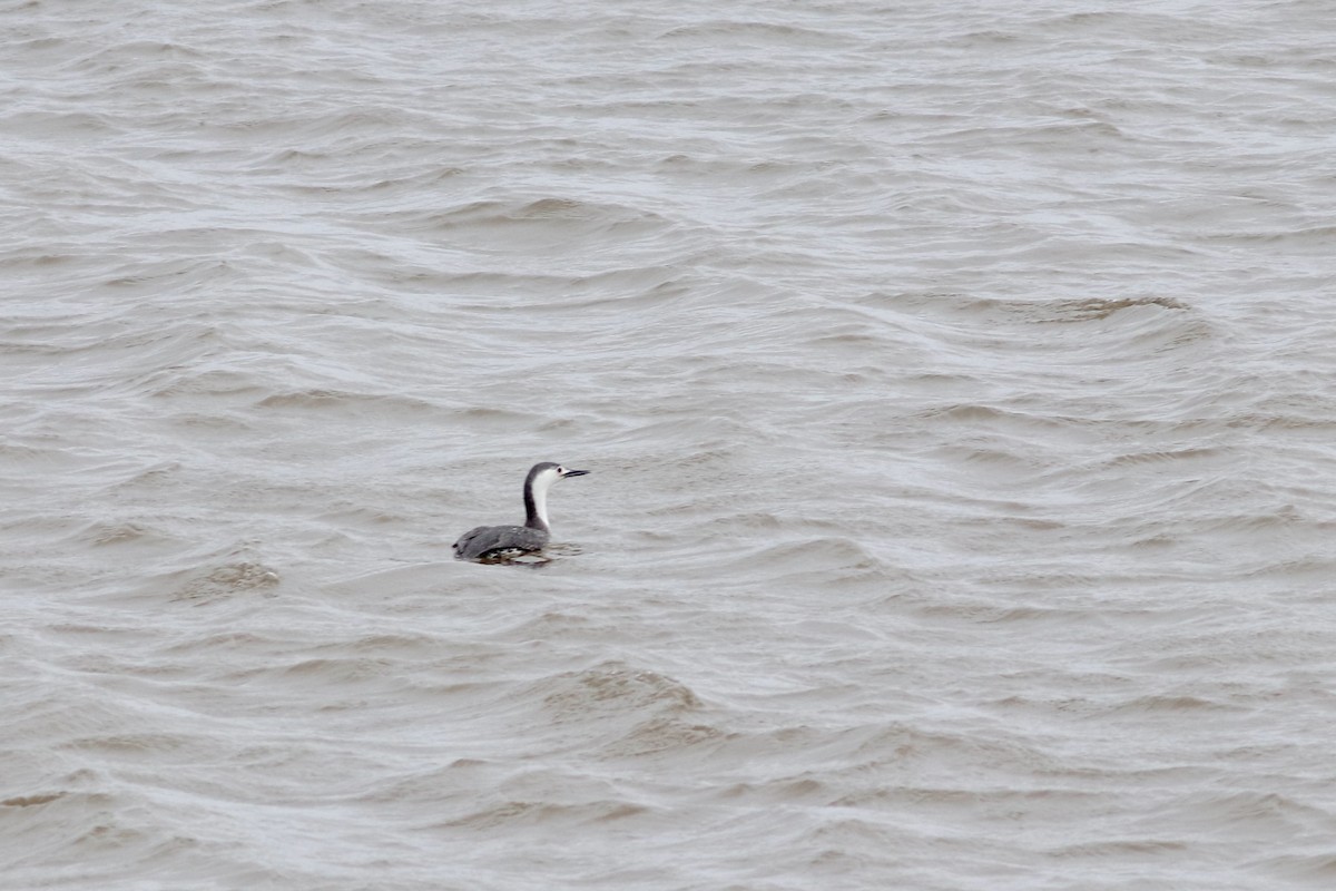 Red-throated Loon - ML435704951