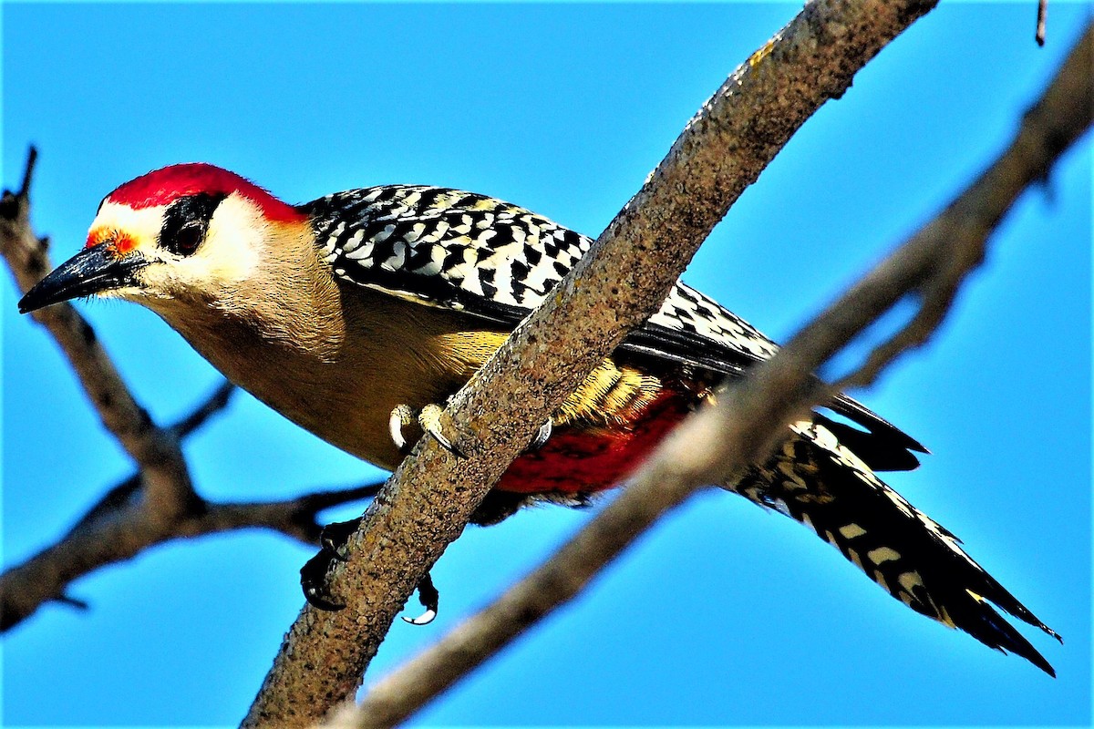 West Indian Woodpecker - ML435706761