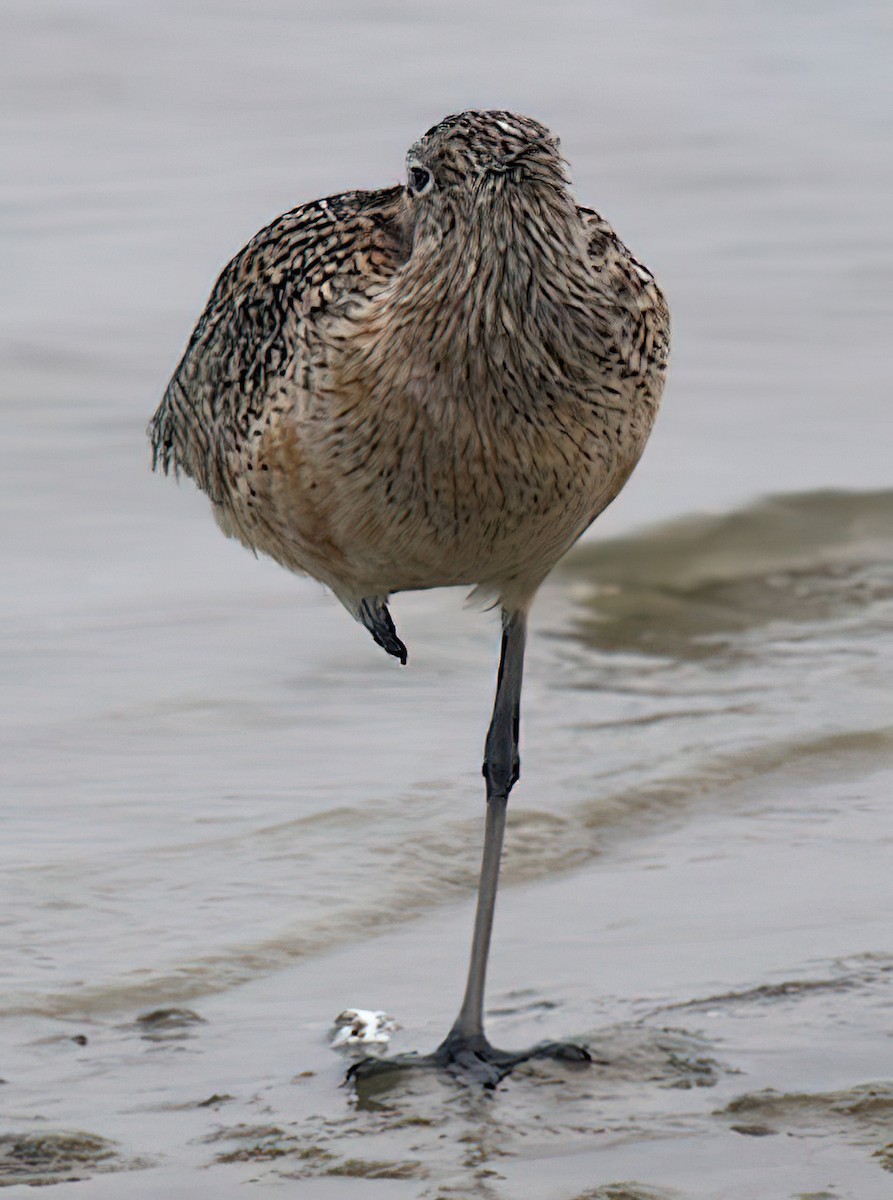 Long-billed Curlew - ML435710021