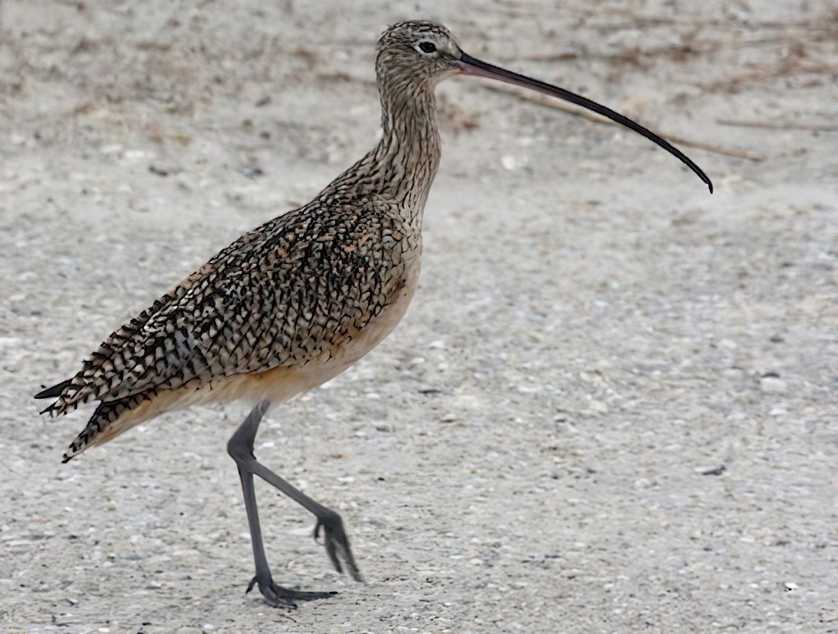 Long-billed Curlew - ML435710141