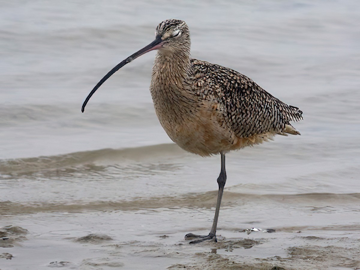 Long-billed Curlew - ML435710171