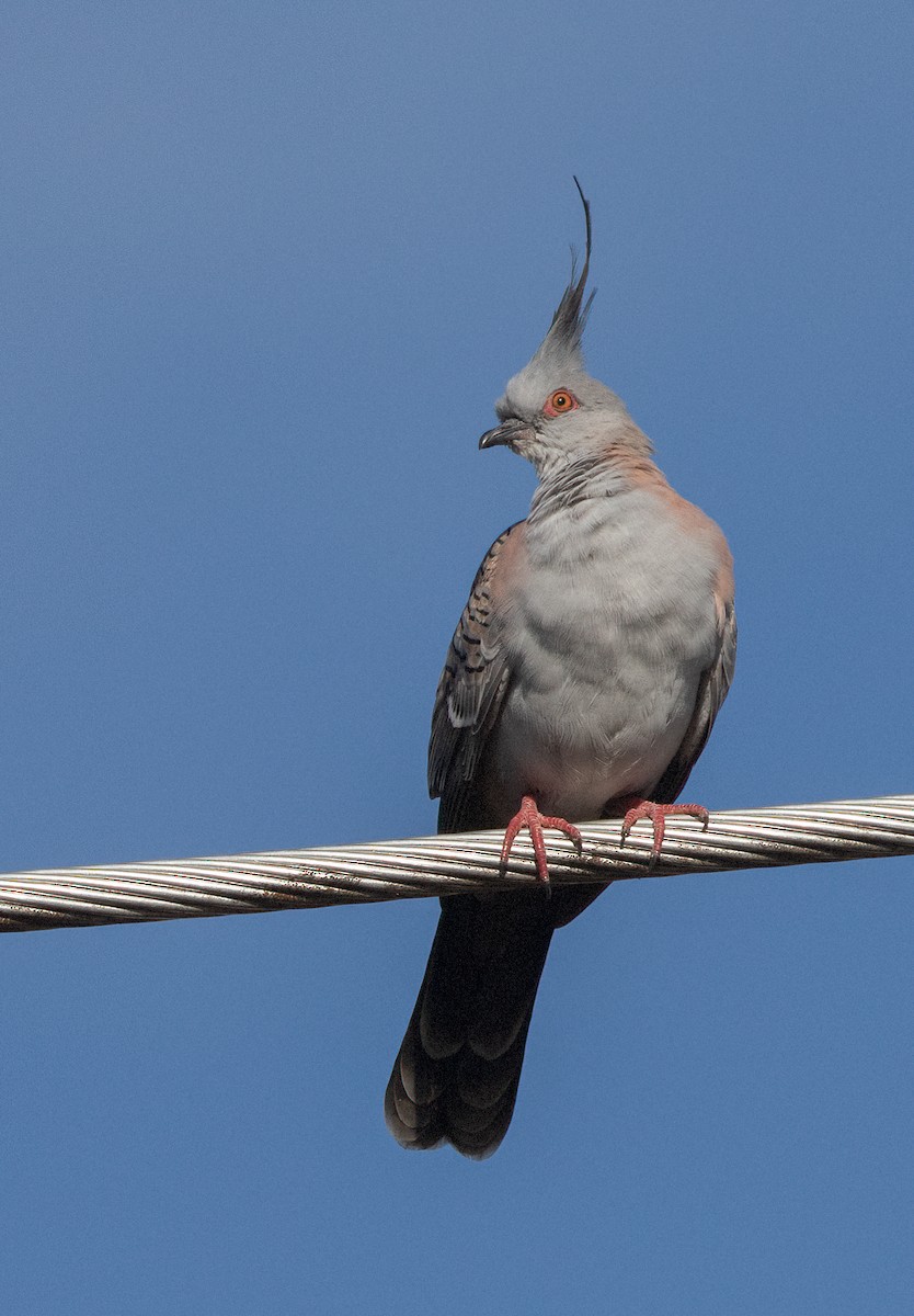 Crested Pigeon - ML435711831