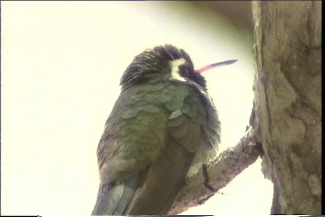 White-eared Hummingbird - ML435712