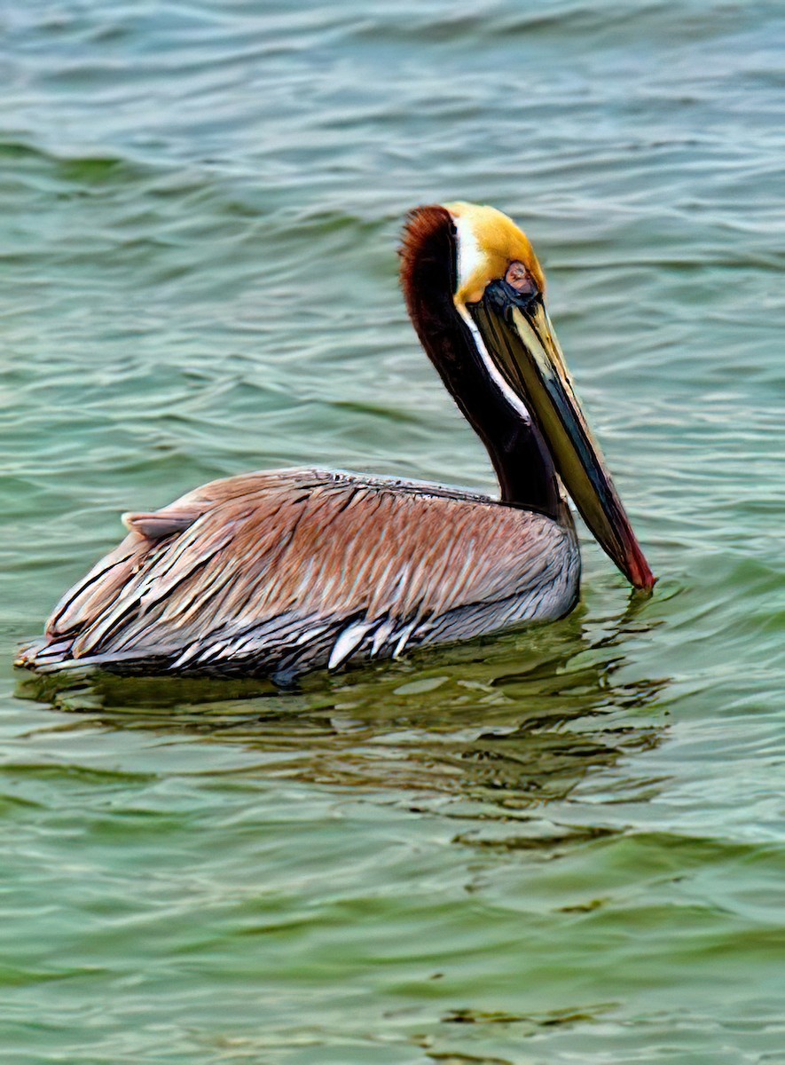 Brown Pelican - Dan Tallman