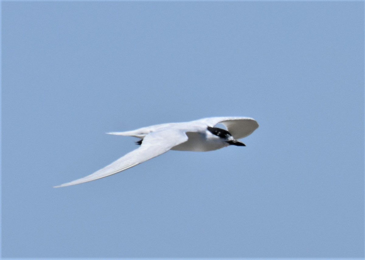 Gull-billed Tern - Ken Milender