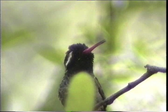 White-eared Hummingbird - ML435716