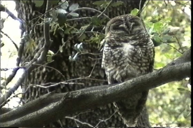 Spotted Owl (Mexican) - ML435717