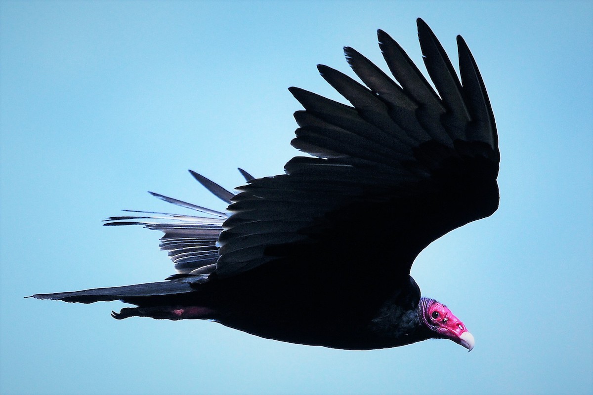 Turkey Vulture - Alan Sankey  COHL