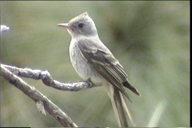Greater Pewee (Mexican) - ML435720