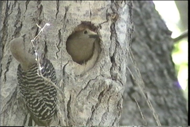 Gila Woodpecker - ML435724