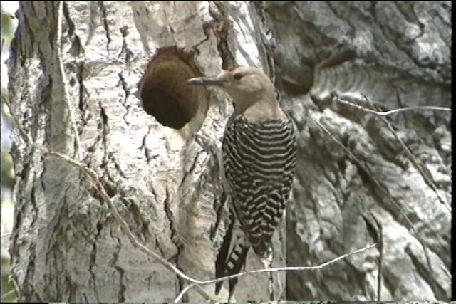 Gila Woodpecker - ML435728