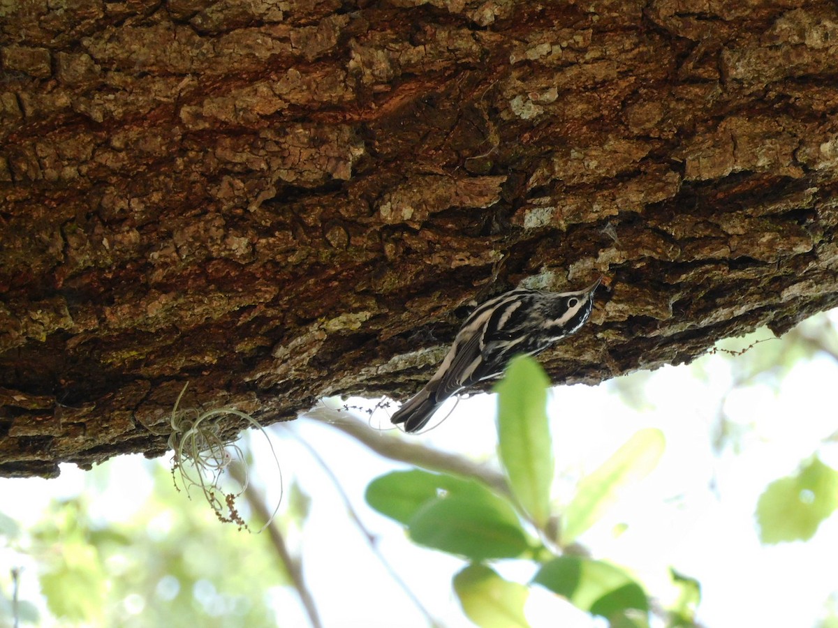 Black-and-white Warbler - ML435730721