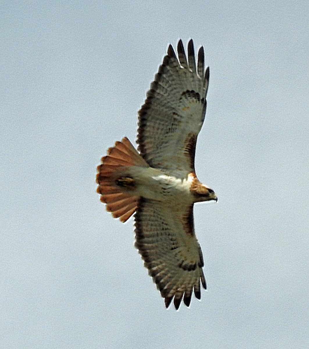 Red-tailed Hawk - Theresa Dobko (td birder)