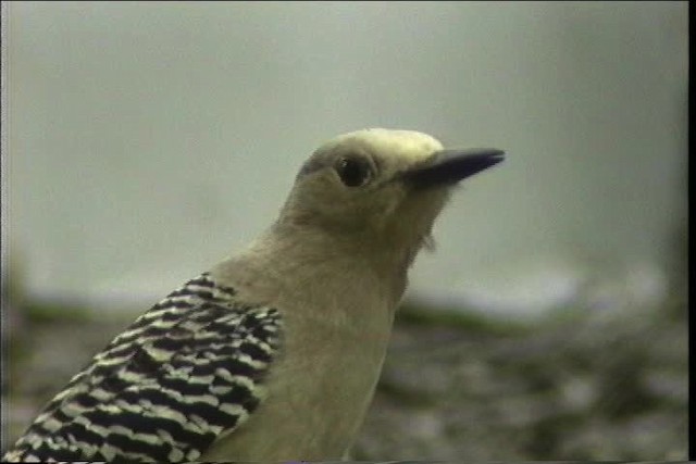 Gila Woodpecker - ML435735