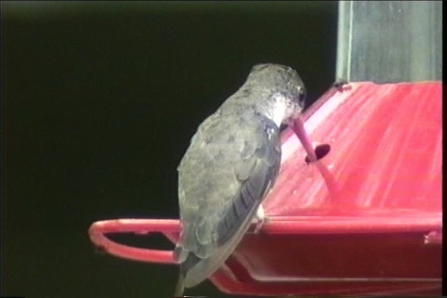 Violet-crowned Hummingbird - ML435736