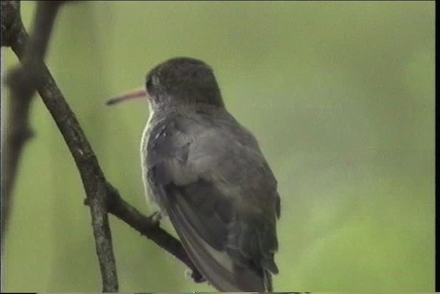 Violet-crowned Hummingbird - ML435737