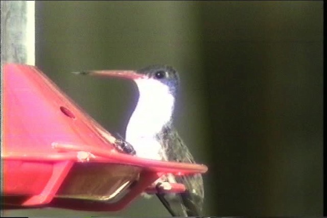 Violet-crowned Hummingbird - ML435743